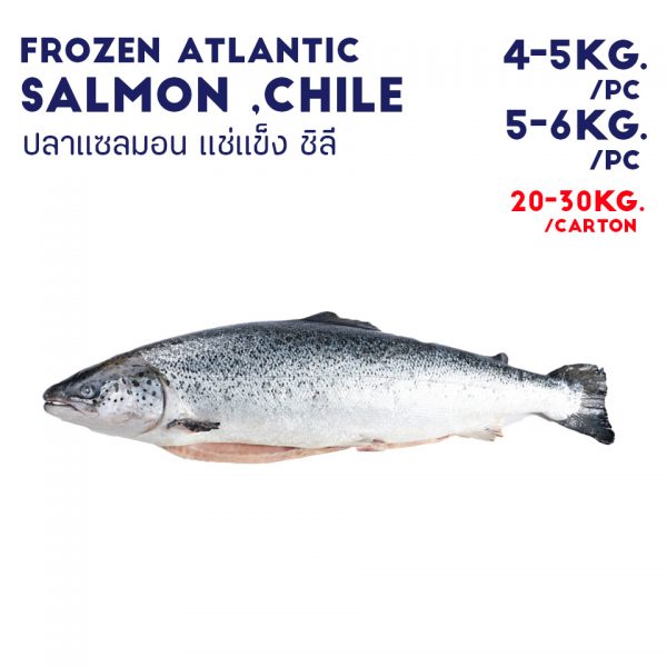 FROZEN ATLANTIC SALMON CHILE